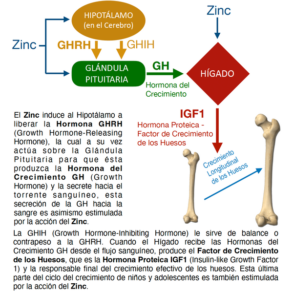 Crezzere Full Zinc creciiento de Niños y Adolescentes – Zinc Citrato + Magnesio, Calcio y Vitamina D3 | 30 Cápsulas