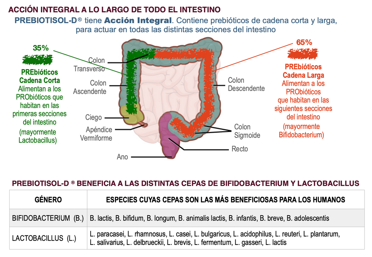 Prebiotisol-D® Prebióticos Naturales con Vitamina D3 – Salud Digestiva y Microbiota | 60 Cápsulas