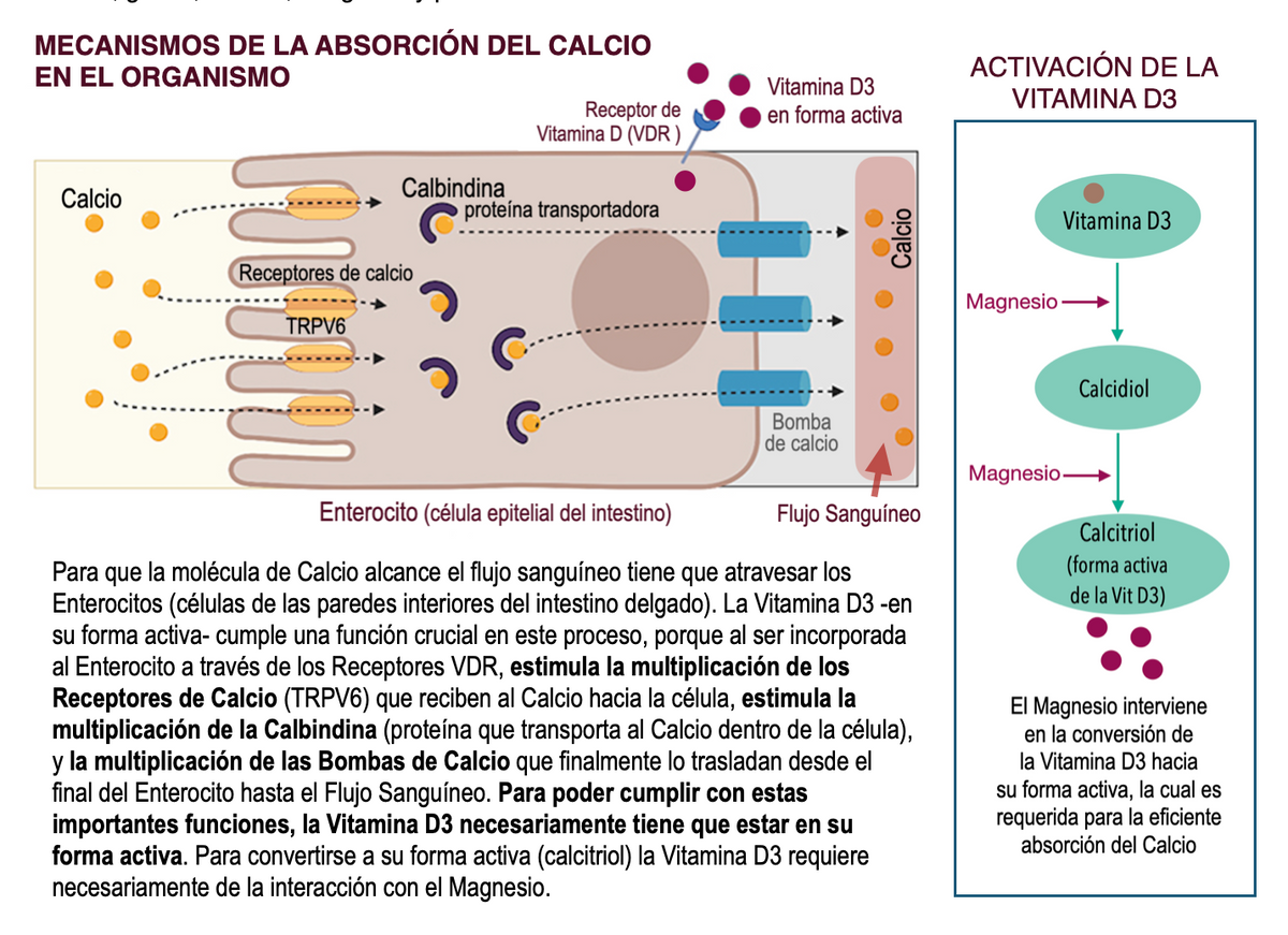 CalciDEN Activo® Calcio 500 mg + Vitamina D3 y Magnesio – Grado USP | 60 Cápsulas