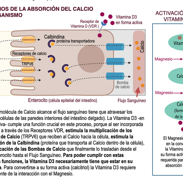 CalciDEN Activo® Calcio 500 mg + Vitamina D3 y Magnesio – Grado USP | 60 Cápsulas