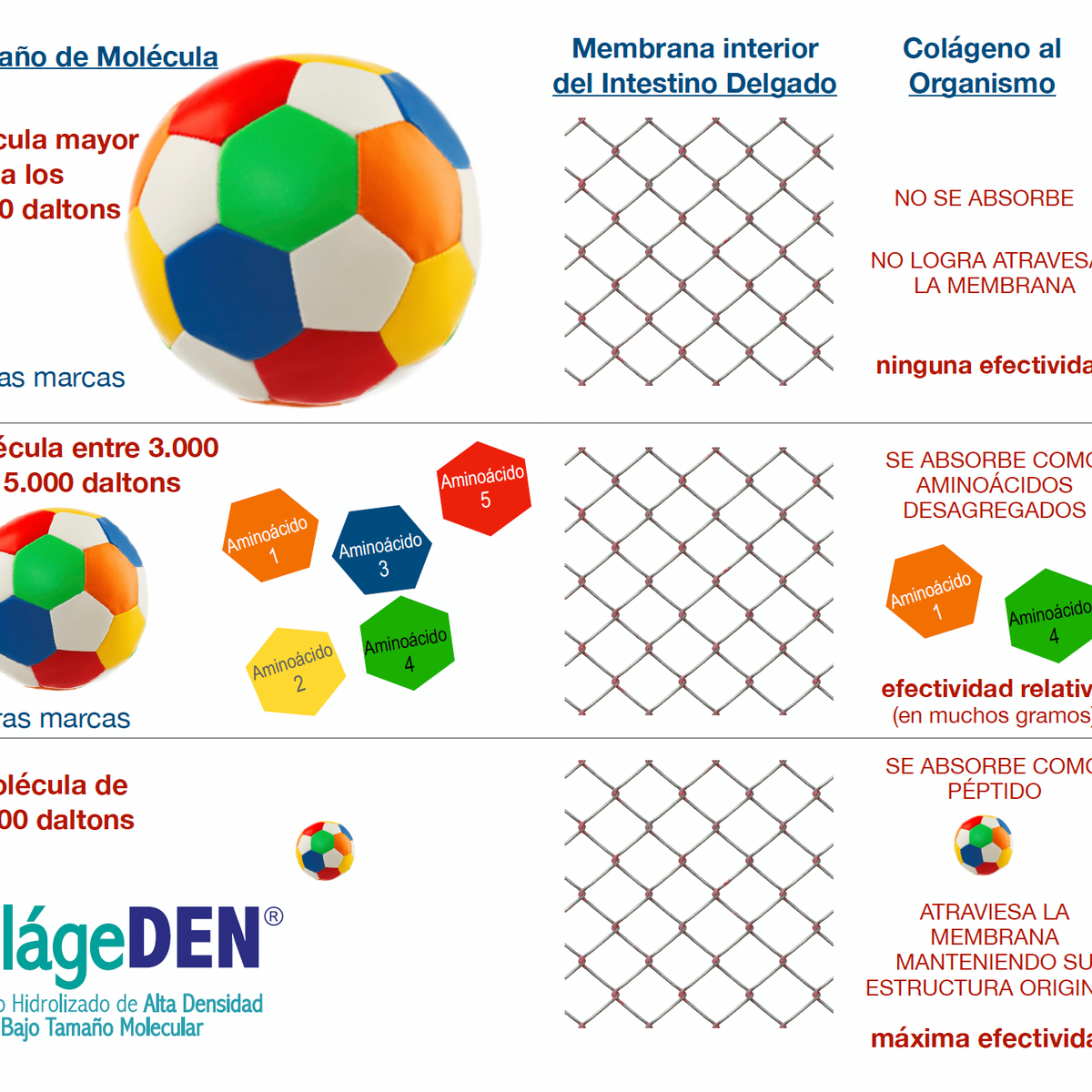 Colágeno Hidrolizado Alta Absorción 2.000 Da + Vitamina C USP – 90 Cápsulas