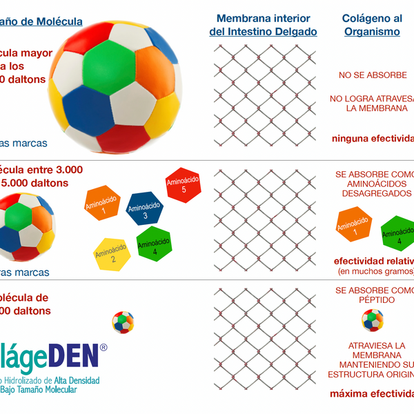 Colágeno Hidrolizado Alta Absorción 2.000 Da + Vitamina C USP – 90 Cápsulas